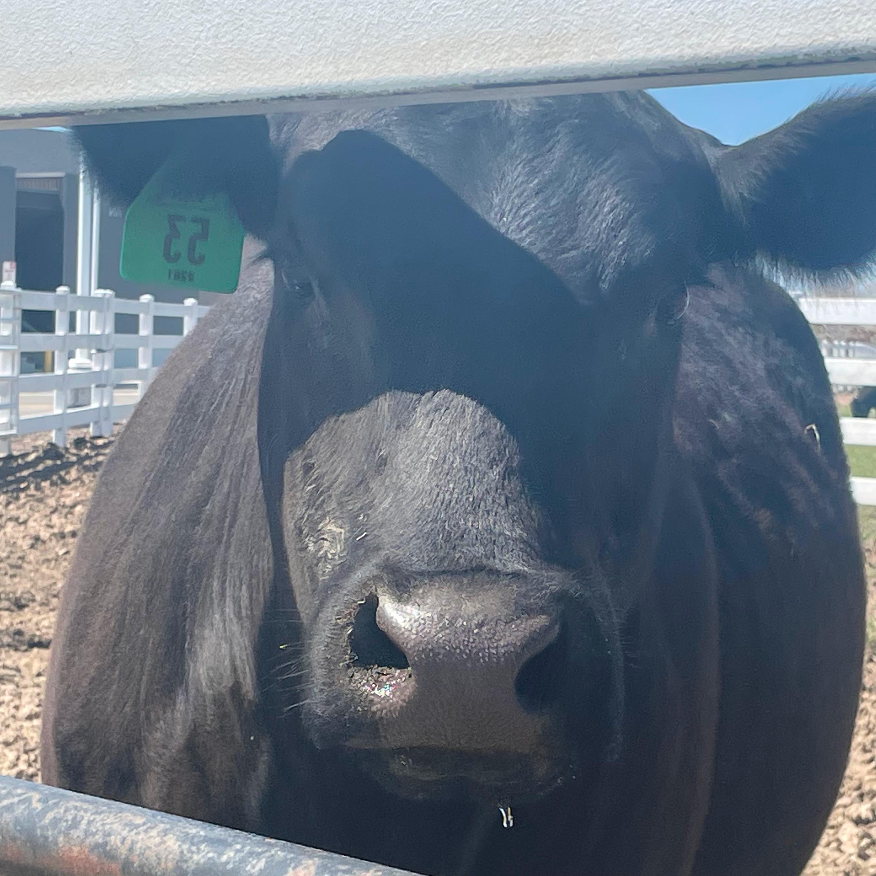 cow in a pen