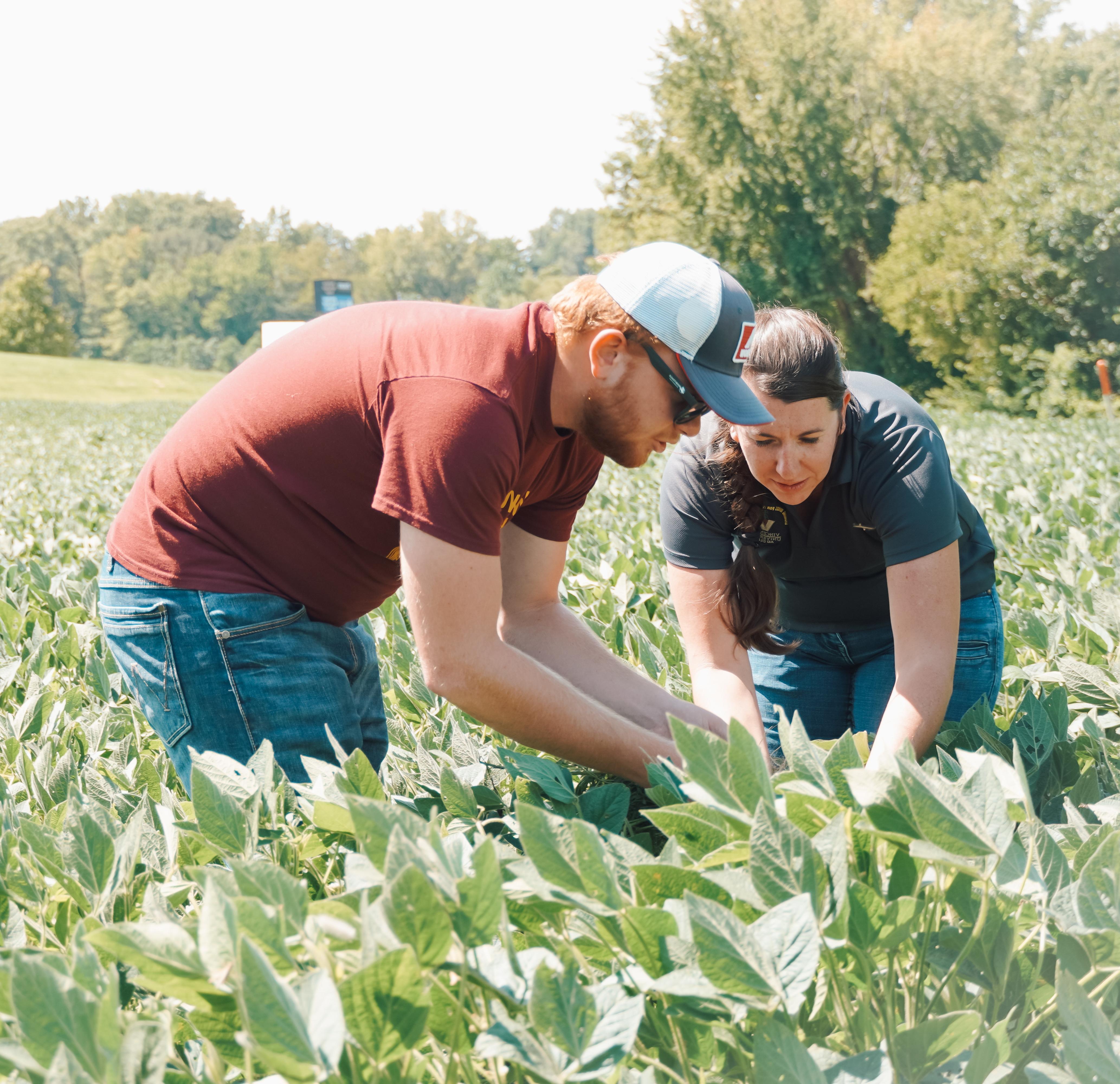 VinU ag students inspecting the fields