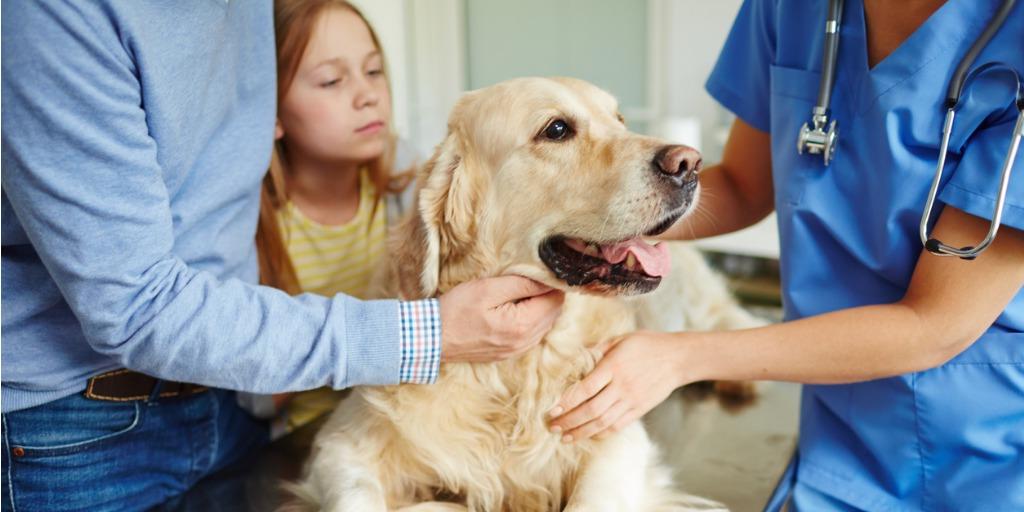 A dog being brought into the vet 为 a check-up