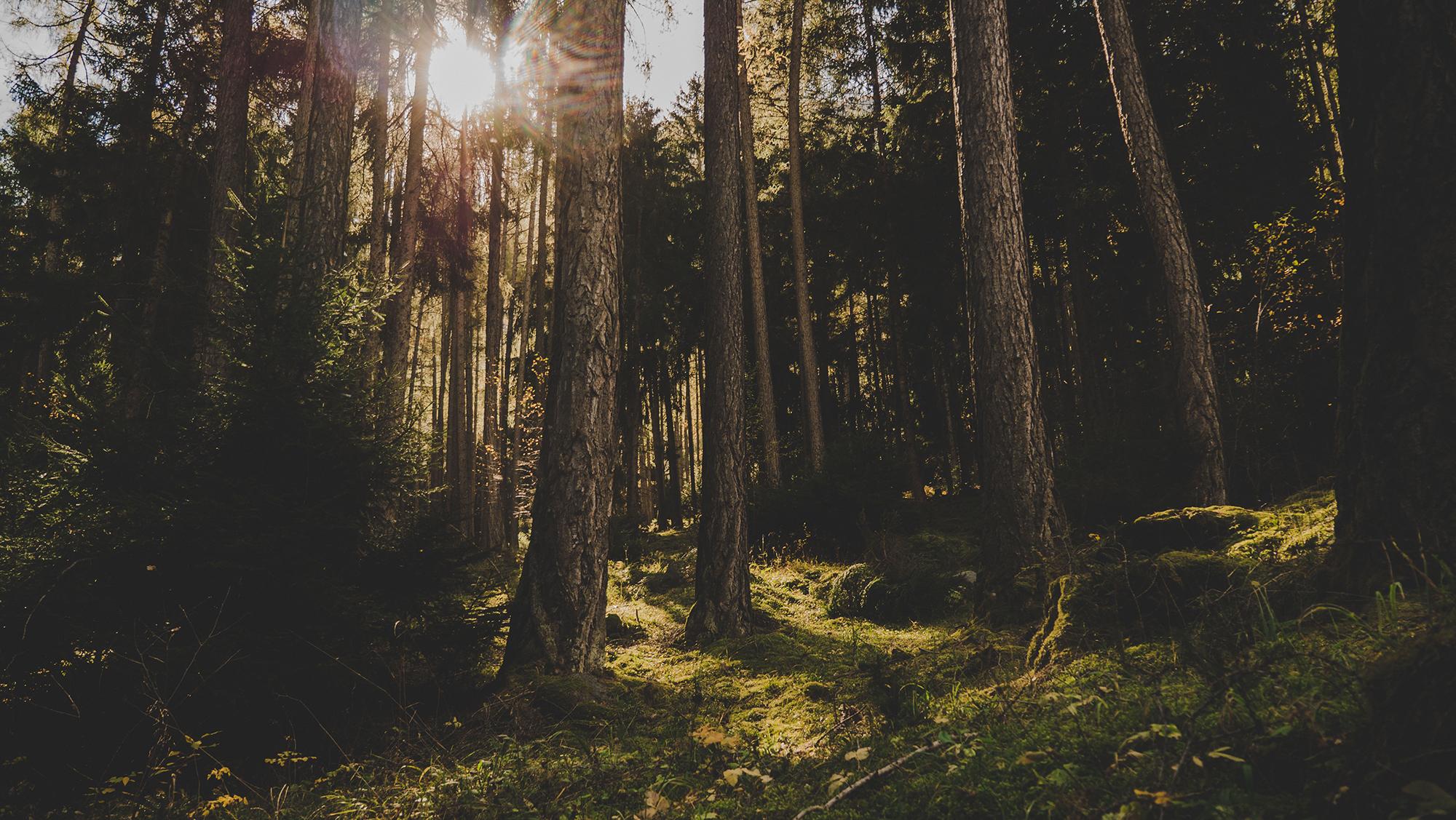 National forest with trees and fog.