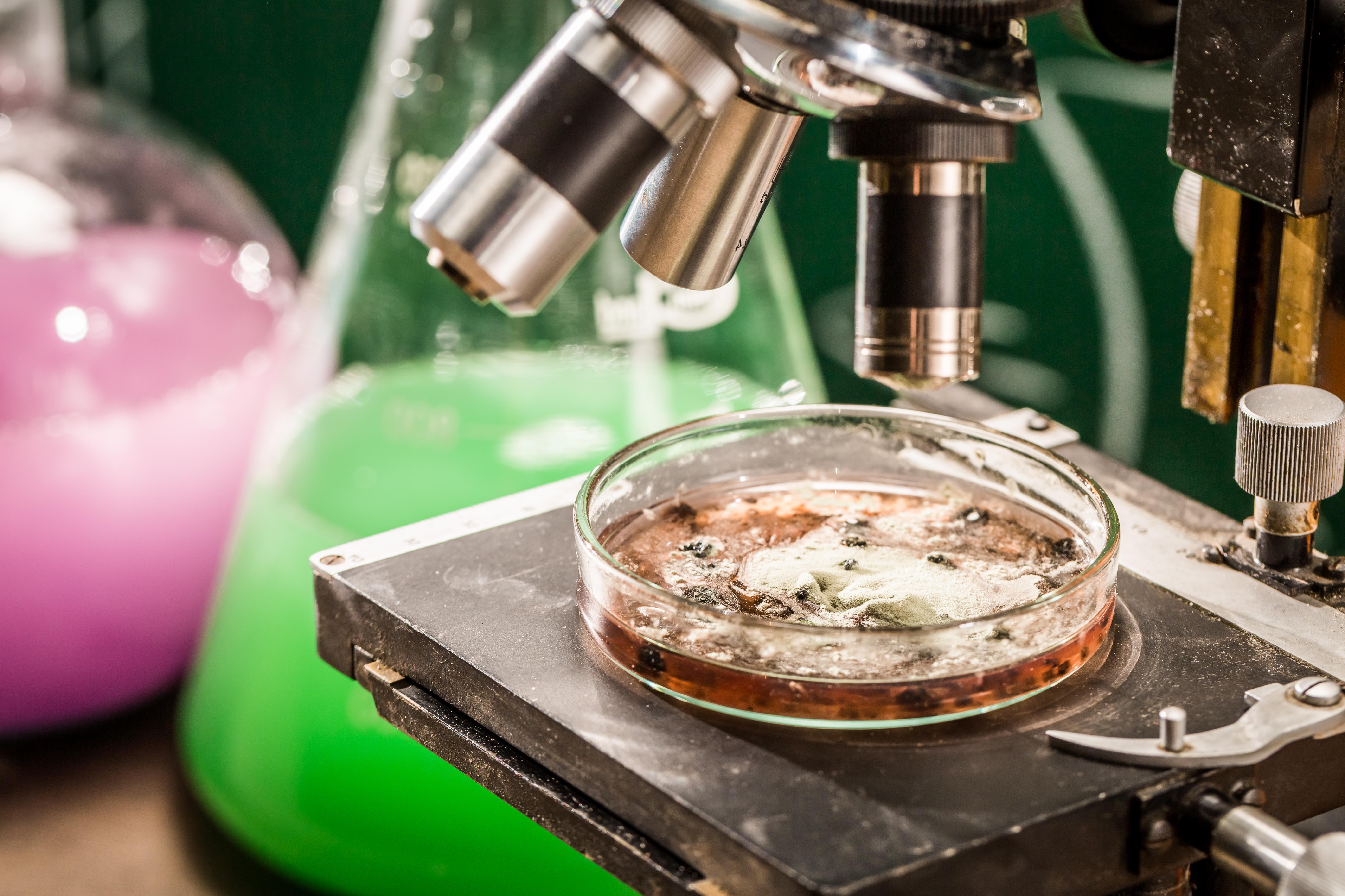 A toxicity test being performed in a laboratory